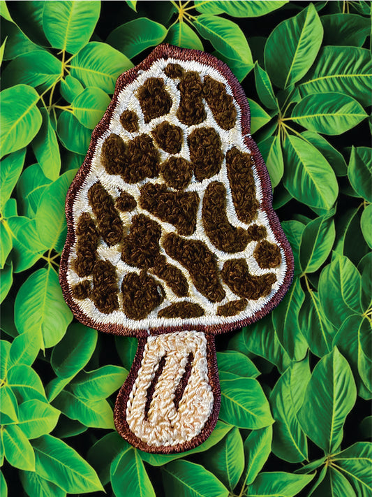 Morel Mushroom patch